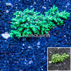 Acropora Coral Australia (click for more detail)