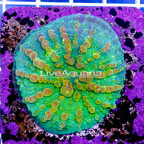 USA Cultured Bounce Chalice Coral  (click for more detail)