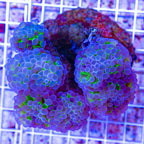 Hammer Coral Indonesia (click for more detail)