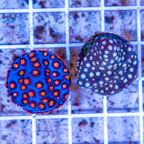 LiveAquaria® Two Pack Cultured Cyphastrea Frag (click for more detail)