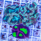 LiveAquaria® Three Pack Cultured Goniastrea Coral (click for more detail)