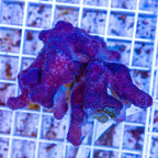 Stylophora Coral Indonesia (click for more detail)