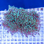 Frogspawn Coral Indonesia (click for more detail)