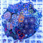 Zoanthus Coral Indonesia (click for more detail)