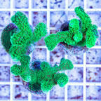 LiveAquaria® Three Pack Cultured Stylophora Coral (click for more detail)