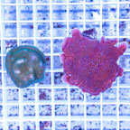 LiveAquaria® Two Pack Cultured Montipora Coral (click for more detail)