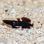 White Cap Goby (click for more detail)