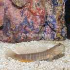 Lagoon Shrimp Goby (click for more detail)