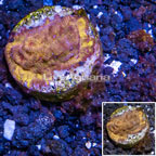 LiveAquaria® Cultured Orange Leptoseris Coral (click for more detail)