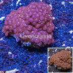 Zoanthus Coral Vietnam (click for more detail)