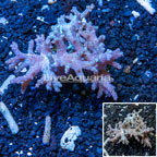 Sinularia Leather Coral Indonesia (click for more detail)