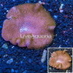 Toadstool Mushroom Leather Coral Vietnam (click for more detail)