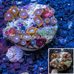 Zoanthus Coral Indonesia (click for more detail)