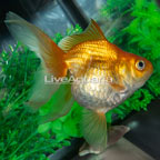 Gold Ryukin Goldfish (click for more detail)