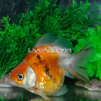 Calico Fantail Goldfish (click for more detail)