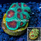 LiveAquaria® Cultured Dipsastrea Brain Coral (click for more detail)