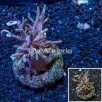 Sinularia Leather Coral Indonesia (click for more detail)