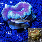 Lobed Brain Coral Australia (click for more detail)