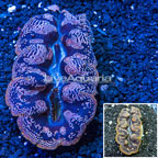 Purple Crocea Clam (click for more detail)