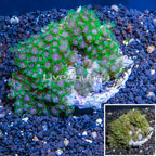 Zoanthus Coral Africa  (click for more detail)