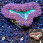 Lobed Brain Coral Australia (click for more detail)