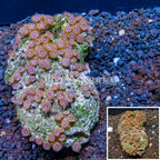 Zoanthus Coral Africa (click for more detail)