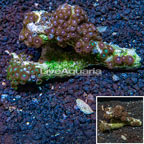 Zoanthus Coral Fiji (click for more detail)