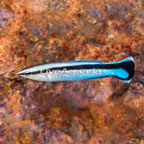 Bluestreak Cleaner Wrasse  (click for more detail)