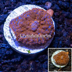 Mushroom Coral Indonesia (click for more detail)