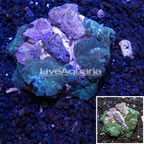 Actinodiscus Mushroom Rock Indonesia (click for more detail)