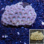 Goniastrea Brain Coral Australia (click for more detail)