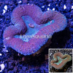 Lobed Brain Coral Australia (click for more detail)