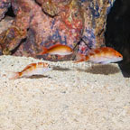 Red Bar Anthias, Trio (click for more detail)