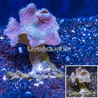 Toadstool Leather Coral Vietnam (click for more detail)