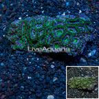 Acan Lord Coral Australia (click for more detail)