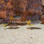 Coral Demoiselle, Trio (click for more detail)