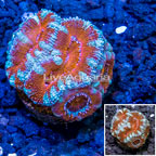 LiveAquaria® Cultured Acan Lord Coral (click for more detail)