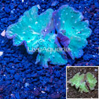 Cabbage Leather Coral Indonesia (click for more detail)