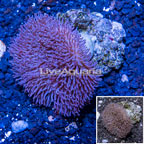 Toadstool Leather Coral Indonesia (click for more detail)