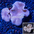 Toadstool Leather Coral Vietnam (click for more detail)