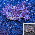 Tree Coral Indonesia (click for more detail)