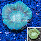 Scolymia Coral Australia (click for more detail)