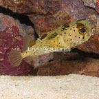 Porcupine Puffer (click for more detail)