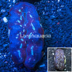 Purple Crocea Clam (click for more detail)