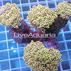 Branching Orange Frogspawn Coral Solomon (click for more detail)