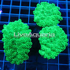 Branching Green Frogspawn Coral Solomon (click for more detail)