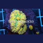 Ricordea Mushroom Coral Solomon (click for more detail)