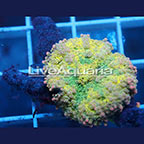 Ricordea Mushroom Coral Solomon (click for more detail)