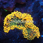 Ricordea Mushroom Coral Solomon (click for more detail)