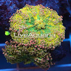 Ricordea Mushroom Coral Solomon (click for more detail)